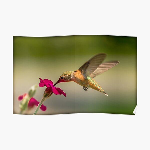 FEEDING FROM FLOWERS Poster