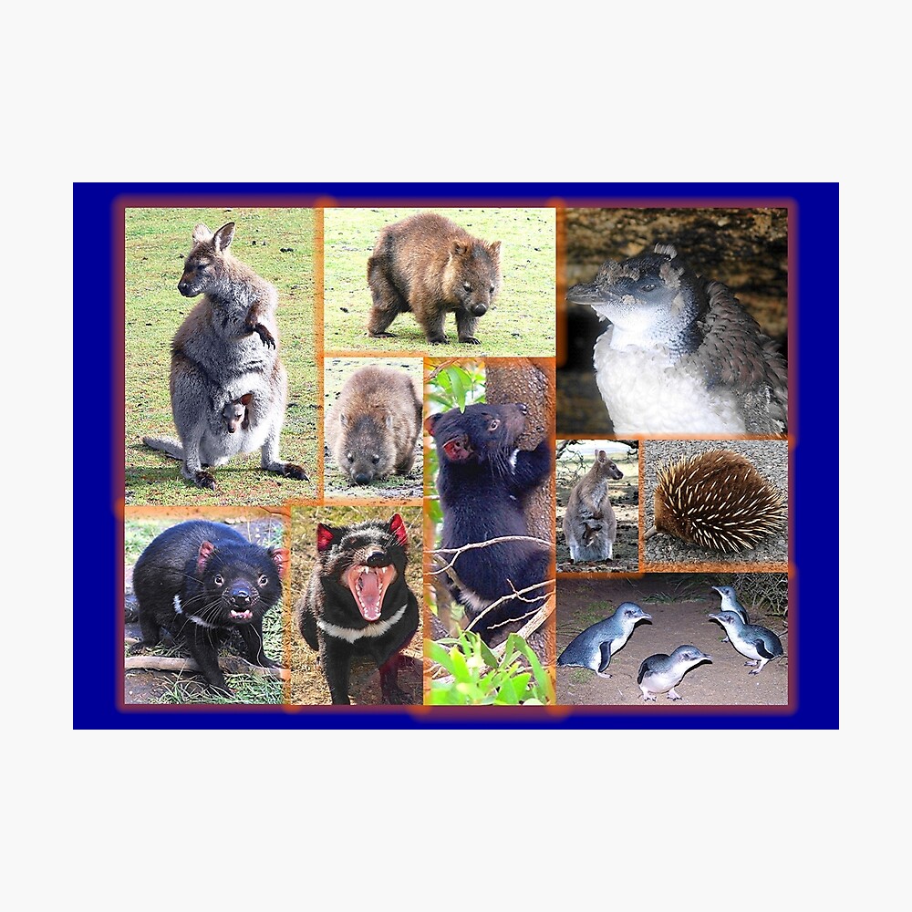 Tasmanian native animals in photo collage Tasmanian native animals in photo collage