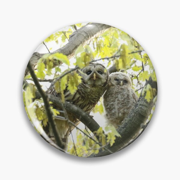 Item preview, Barred owl mother and child designed and sold by locustgirl.