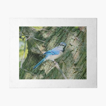 Portrait of a Blue Jay  Art Board Print