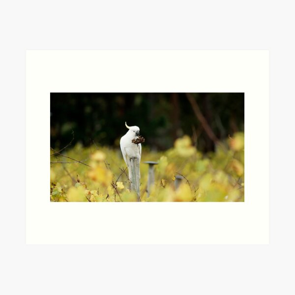 Getting Cocky in the Vineyard by South Australian artist Avril Thomas Art Print