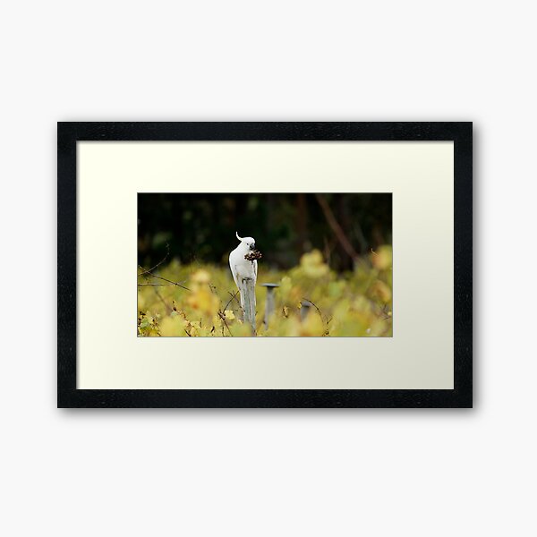 Getting Cocky in the Vineyard by South Australian artist Avril Thomas Framed Art Print