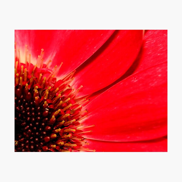 Item preview, red gerbera designed and sold by Maree Costello.