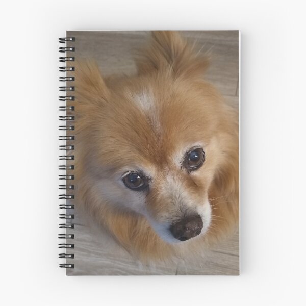 Item preview, Lindo perro Pomerania mirando hacia arriba designed and sold by Linda La Guardia.