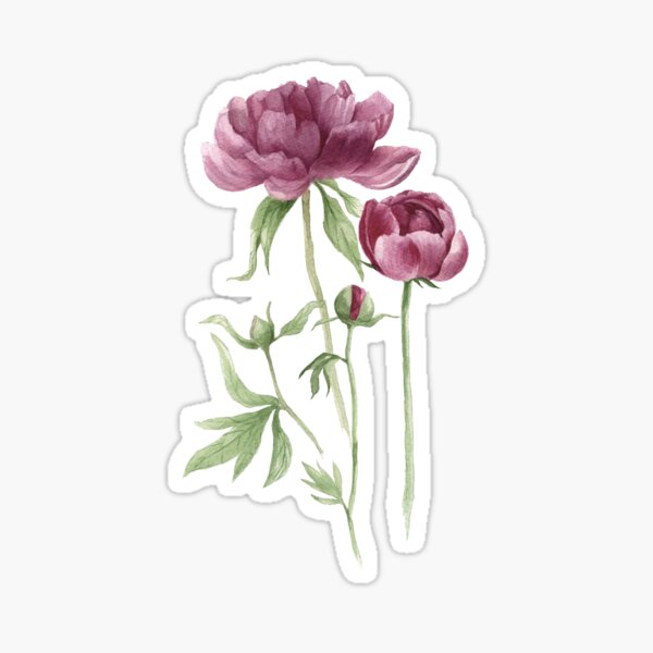 peony watercolor flowers Sticker