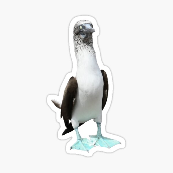 Item preview, Galapagos Blue-footed Boobie designed and sold by Samvara.