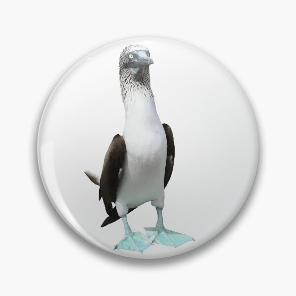Artikelvorschau, Galapagos Blue-footed Boobie entworfen und verkauft von Samvara.