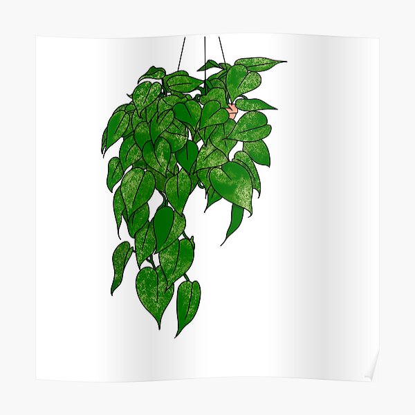 Featured image of post Pothos Plant Drawing Tropical plant pothos in colder climates lives indoors so happily that it should win easiest houseplant ever award