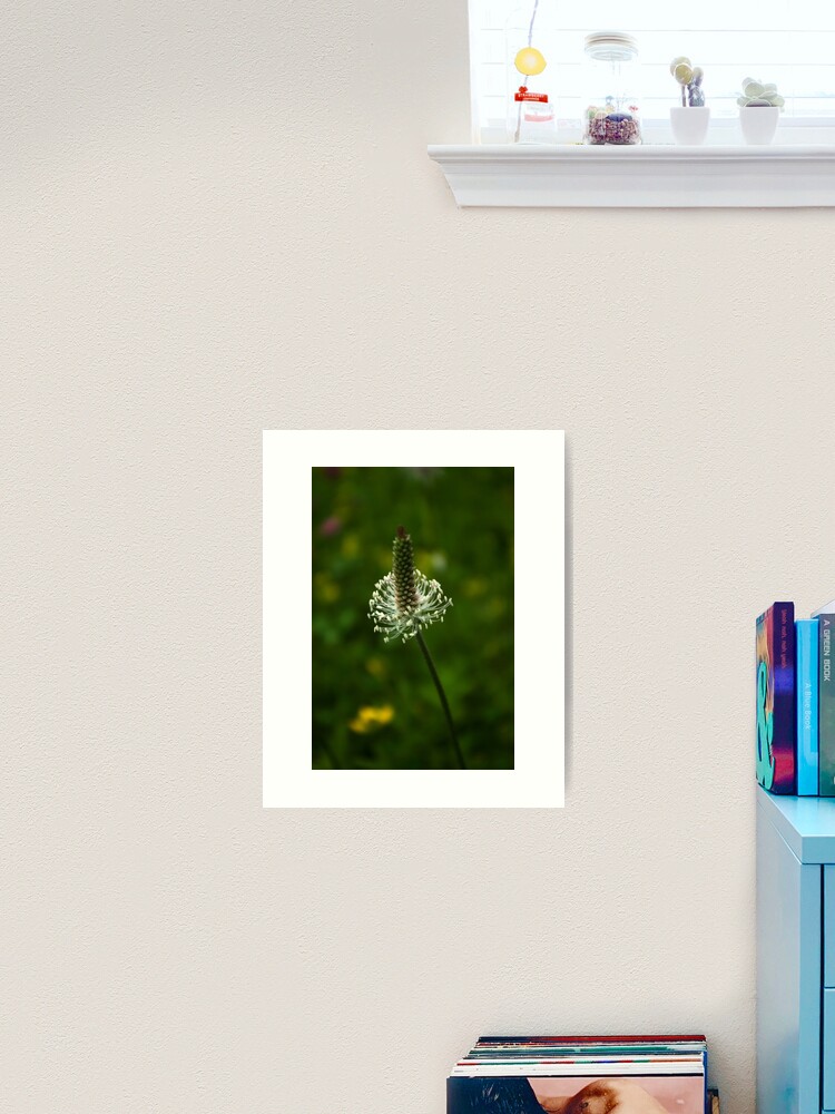 Thumbnail 2 of 3, Art Print, Simple elegancy designed and sold by steppeland.