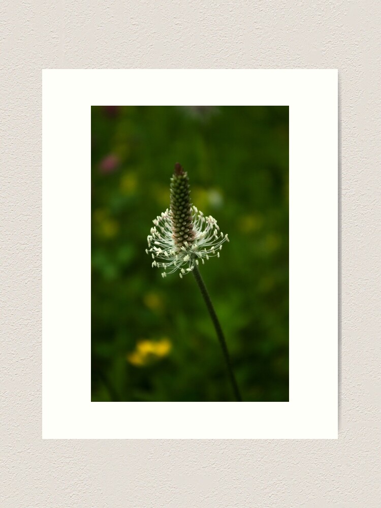 Thumbnail 1 of 3, Art Print, Simple elegancy designed and sold by steppeland.