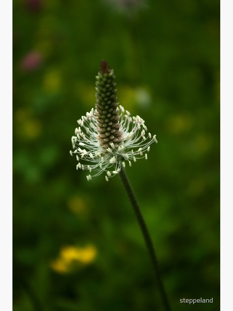 Thumbnail 3 of 3, Art Print, Simple elegancy designed and sold by steppeland.