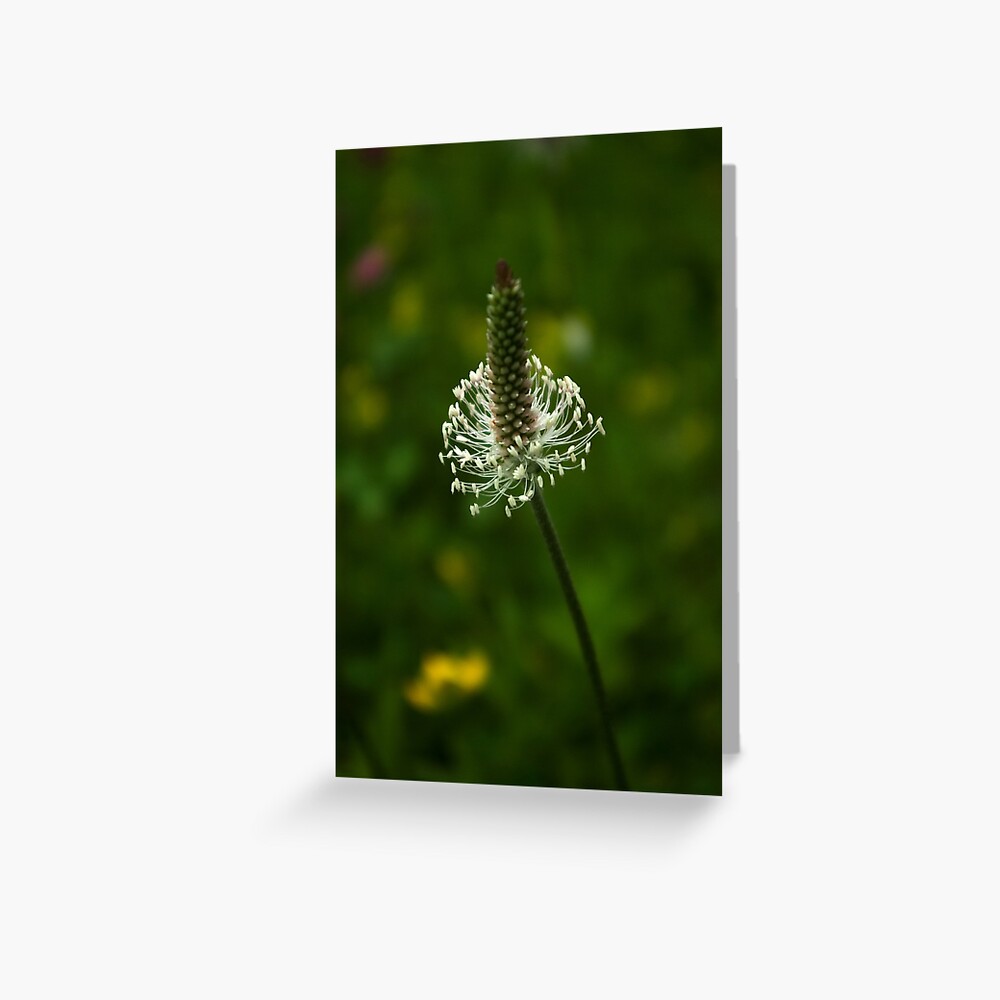 Item preview, Greeting Card designed and sold by steppeland.