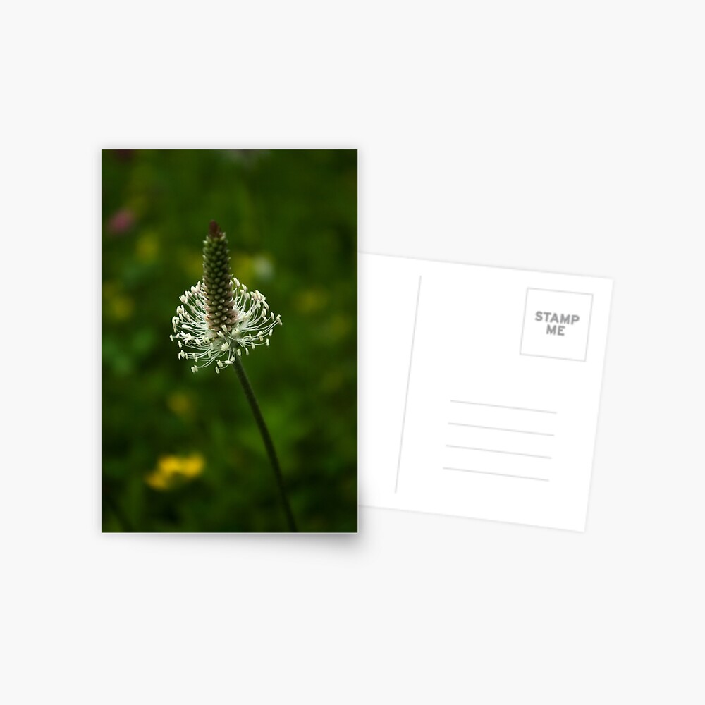 Item preview, Postcard designed and sold by steppeland.