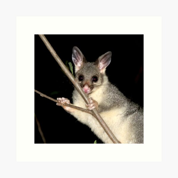 Item preview, © Australian brushtail possum designed and sold by GeoPipics.