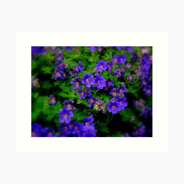 Blooming purple... Art Print