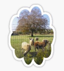 sheepish tree Sticker