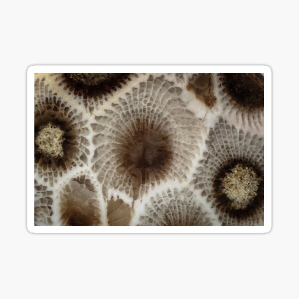 Looking Into a Petoskey Stone Sticker