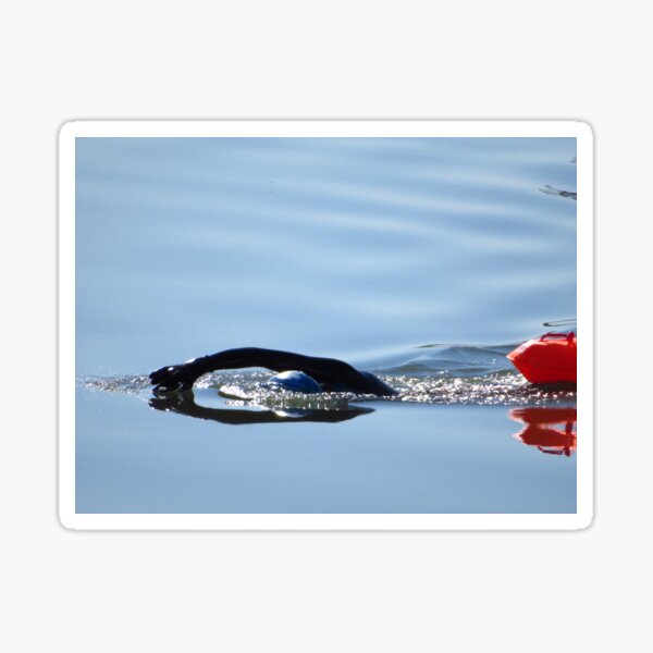 Item preview, Open Water Swimming designed and sold by wiggyofipswich.
