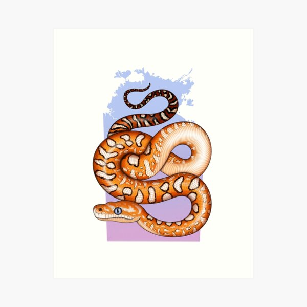 Item preview, Centralian Carpet Python NT designed and sold by miss-varanus.