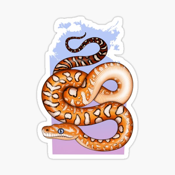 Centralian Carpet Python NT Sticker