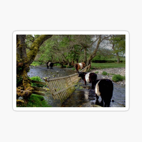 Item preview, Belted Galloways designed and sold by Lancastrian.