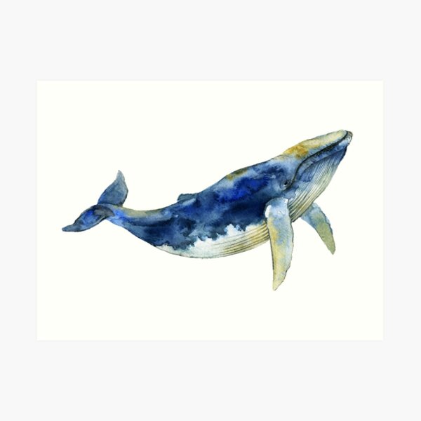 Blue Whale Art Print