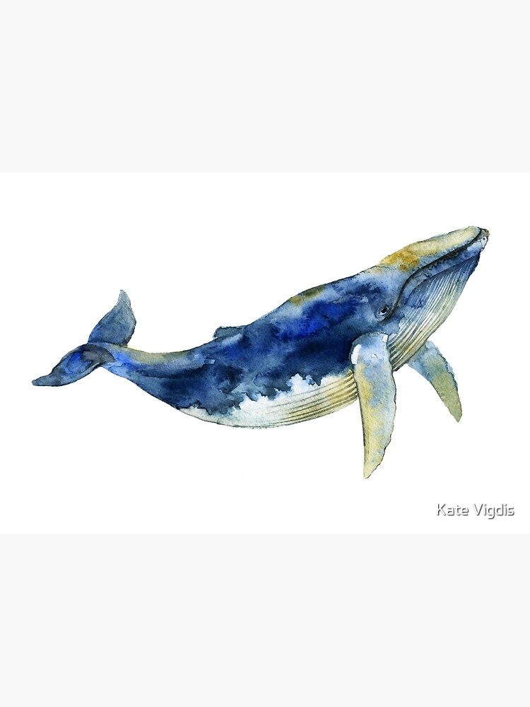 Blue Whale by kate-vigdis