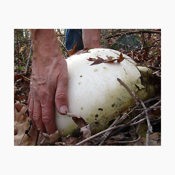 Item preview, Giant Puffball designed and sold by Lynn Gedeon.