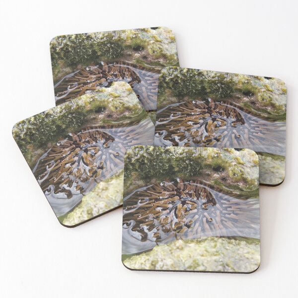 Item preview, Sea Urchin at Low Tide designed and sold by Linda Walsh.