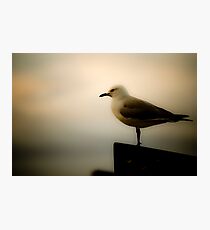 Geelong Photographic Print