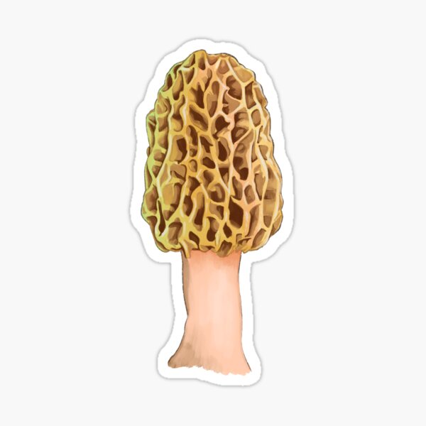 "Morel" Sticker by sceptagon Redbubble