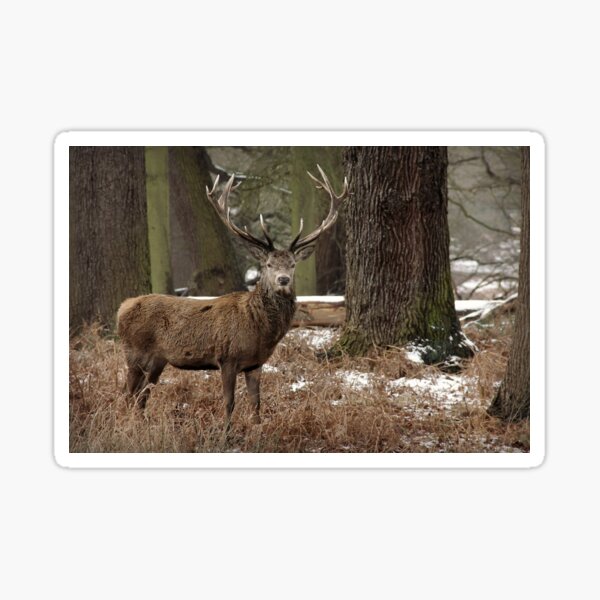 Stag Deer in Forest Sticker
