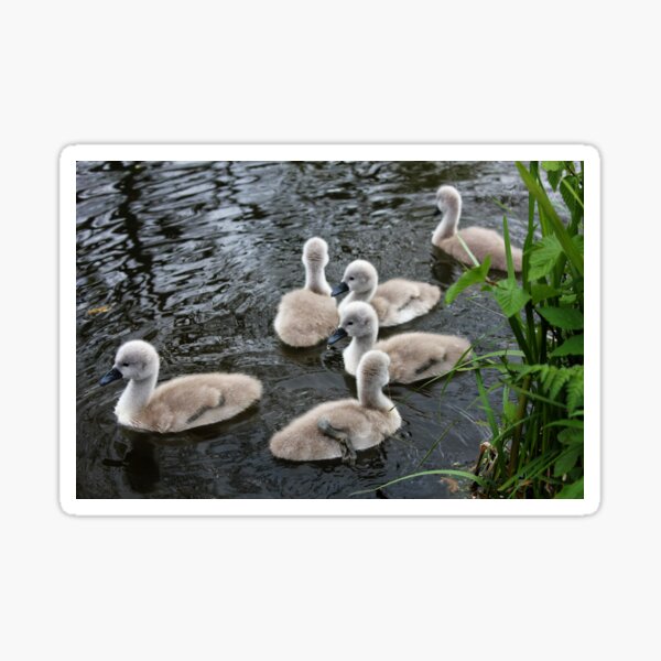 through the Grass" Sticker for Sale by dredfell Redbubble