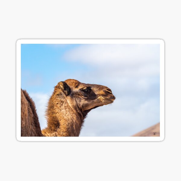 Item preview, Camel designed and sold by iCimages.net.