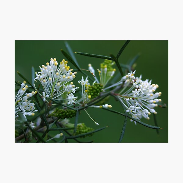 Item preview, Grevillea triloba designed and sold by andrachne.