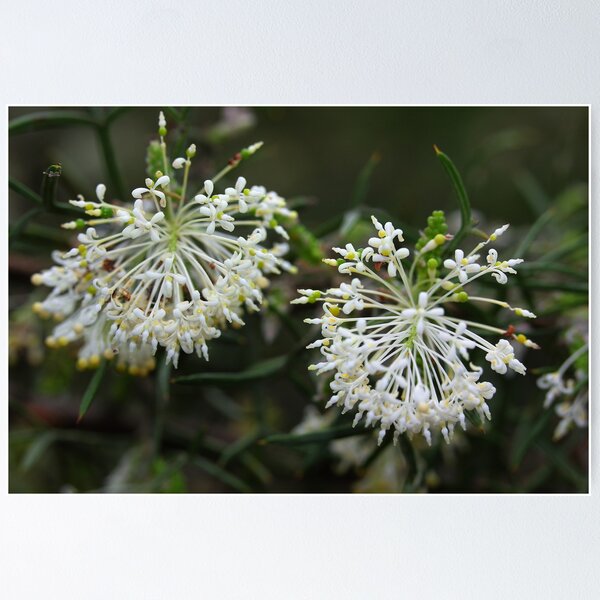 Item preview, Grevillea triloba  designed and sold by andrachne.
