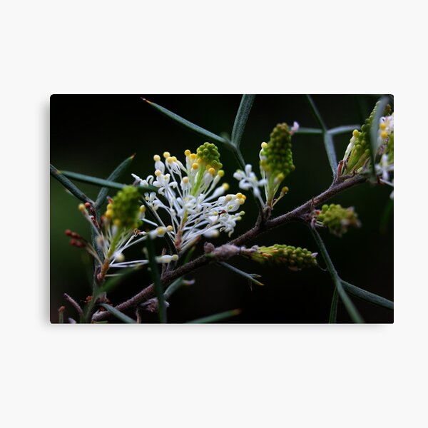 Item preview, Grevillea triloba  designed and sold by andrachne.