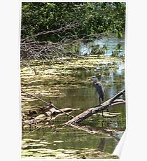 Great Blue Heron - Ottawa Poster