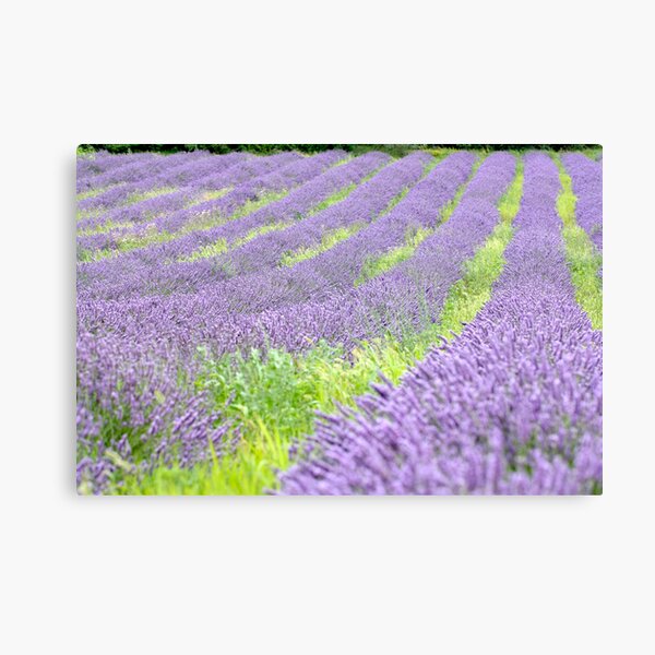 where does contrast lead? Canvas Print