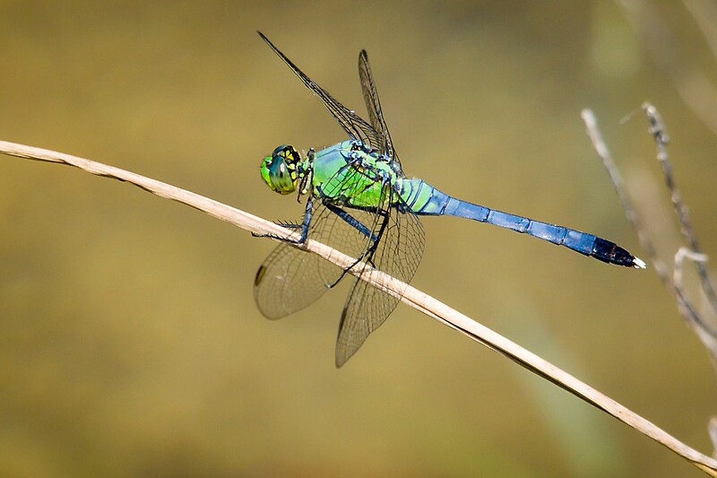 "Blue/Green Dragonfly" By Colin Bester | Redbubble