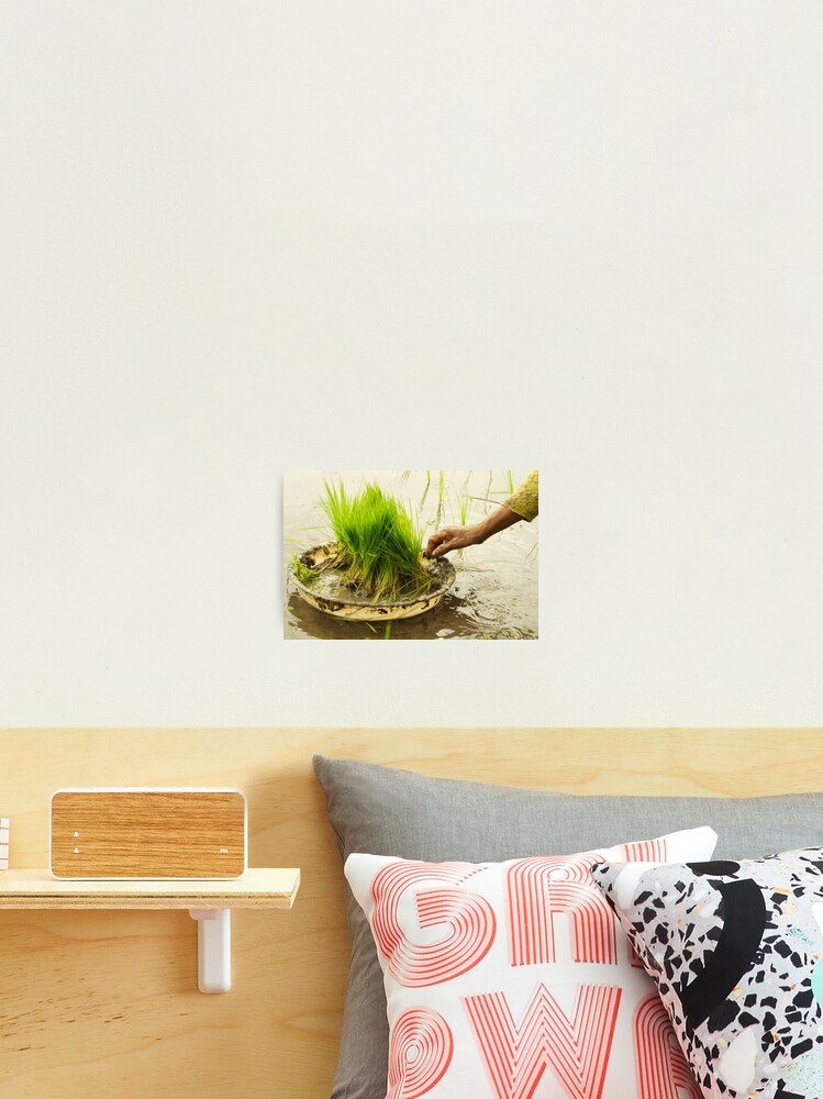Thumbnail 2 of 3, Photographic Print, Planting Rice designed and sold by bareri.
