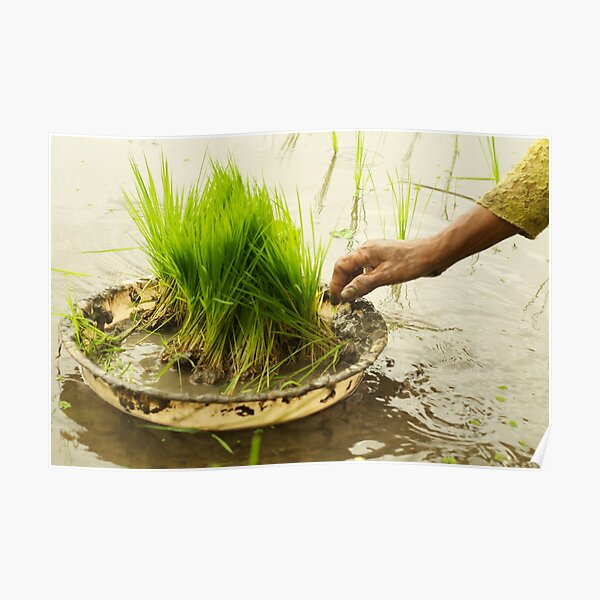 Planting Rice Poster