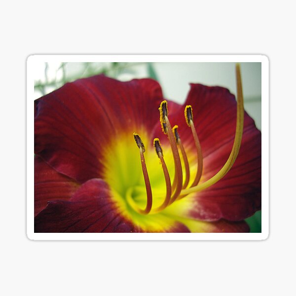 Item preview, Up close ~ Lily designed and sold by Rusty (Helen)  Valenza.