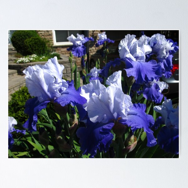 Item preview, Blue petal fun designed and sold by MarianBendeth.