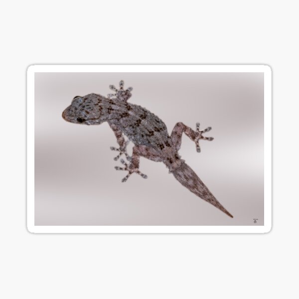 Item preview, Gecko designed and sold by iCimages.net.