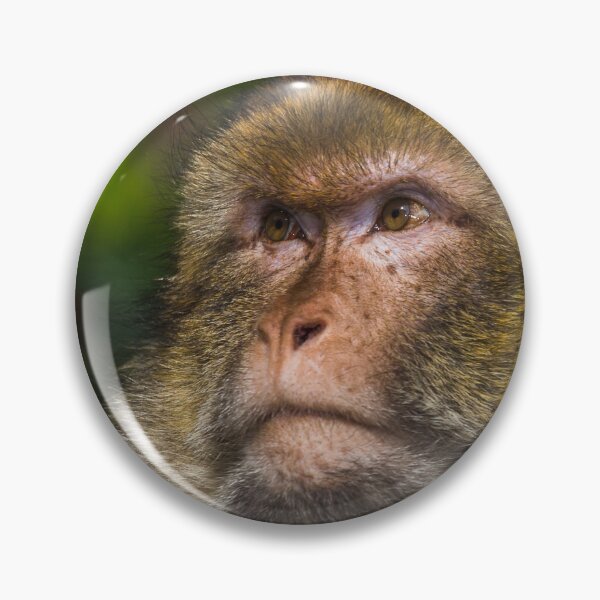 Item preview, Portrait of an adult Barbary macaque designed and sold by wellsie82.