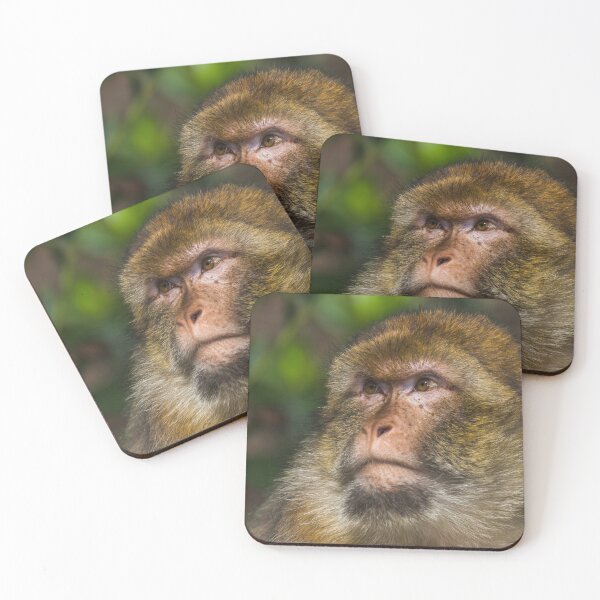 Barbary Coasters for Sale Redbubble