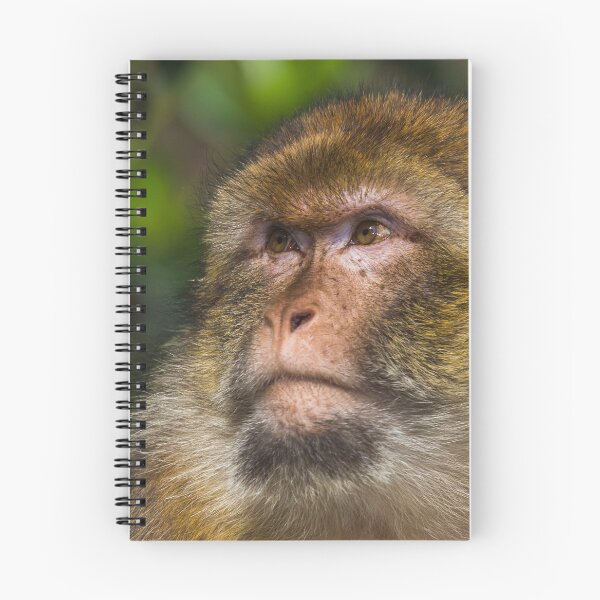 Item preview, Portrait of an adult Barbary macaque designed and sold by wellsie82.