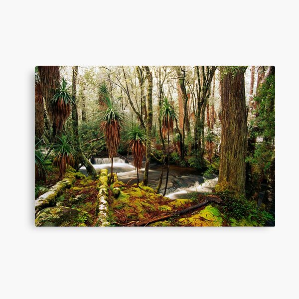 Pine Valley in winter Canvas Print
