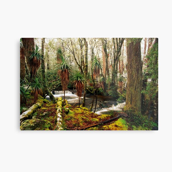 Pine Valley in winter Metal Print
